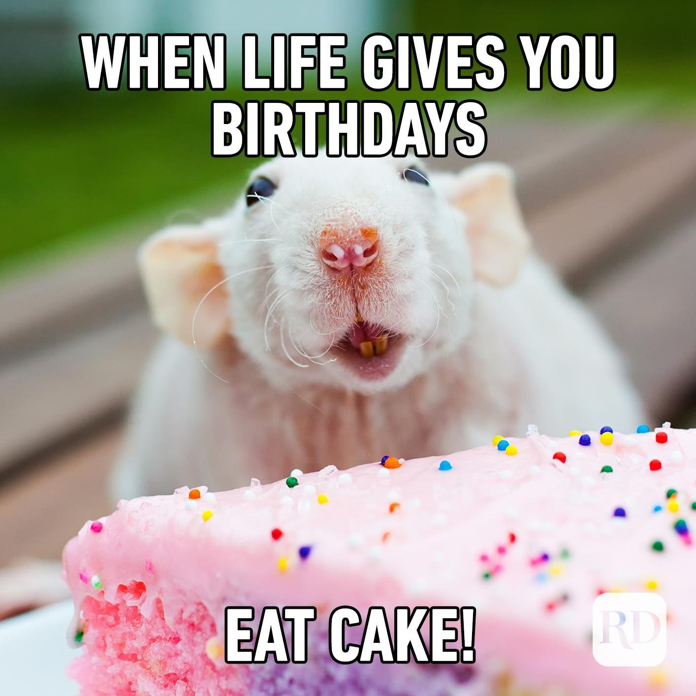 Birthday Cake Meme Lovely 30 Of the Funniest Happy Birthday Memes