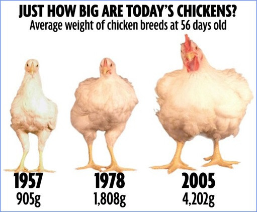 Average Weight Of A whole Chicken Inspirational 22 Best Ideas Average Weight A whole Chicken Best