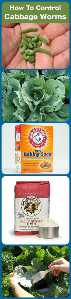Cabbage Worms Baking soda New 1000 Images About Fruit and Ve Able Garden On Pinterest