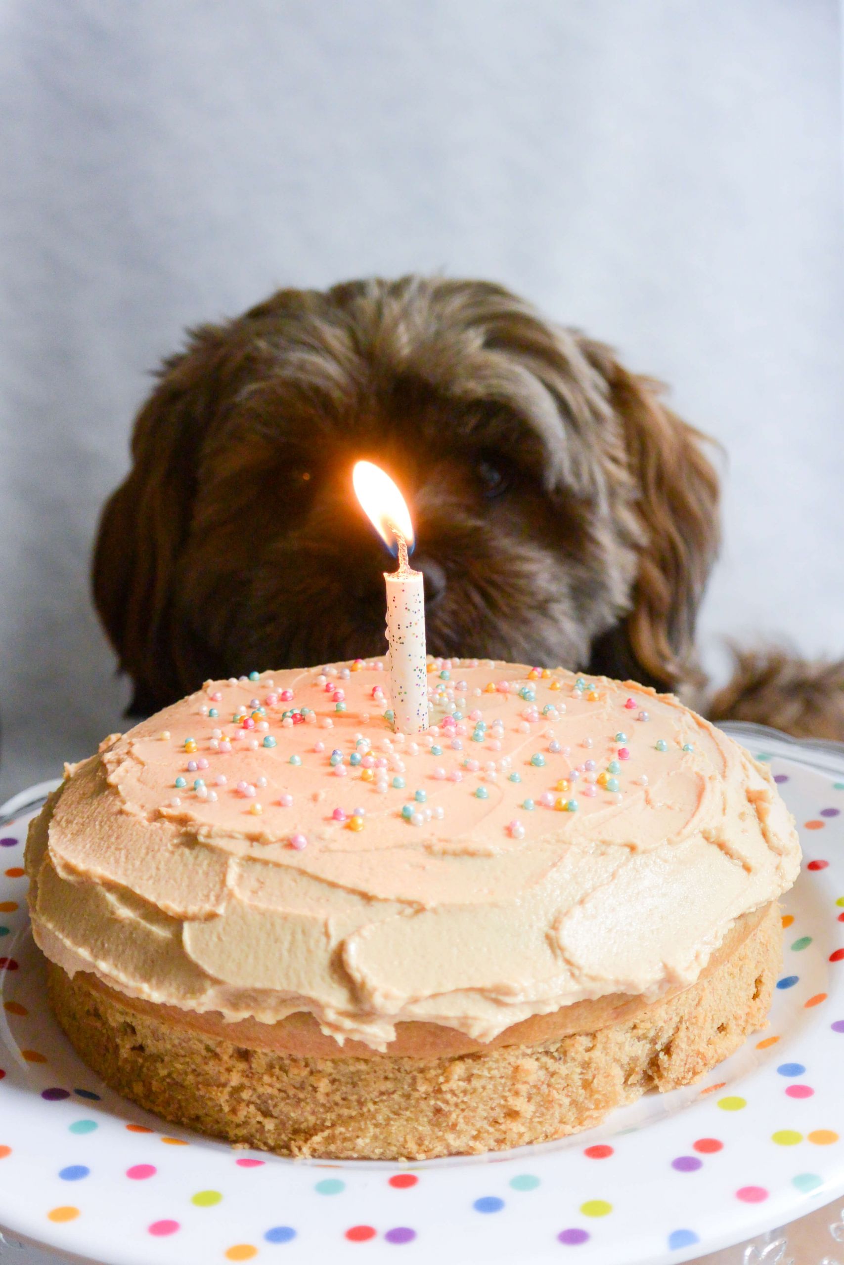 Doggie Birthday Cake Beautiful Mini Dog Birthday Cake Recipe Fccmansfield