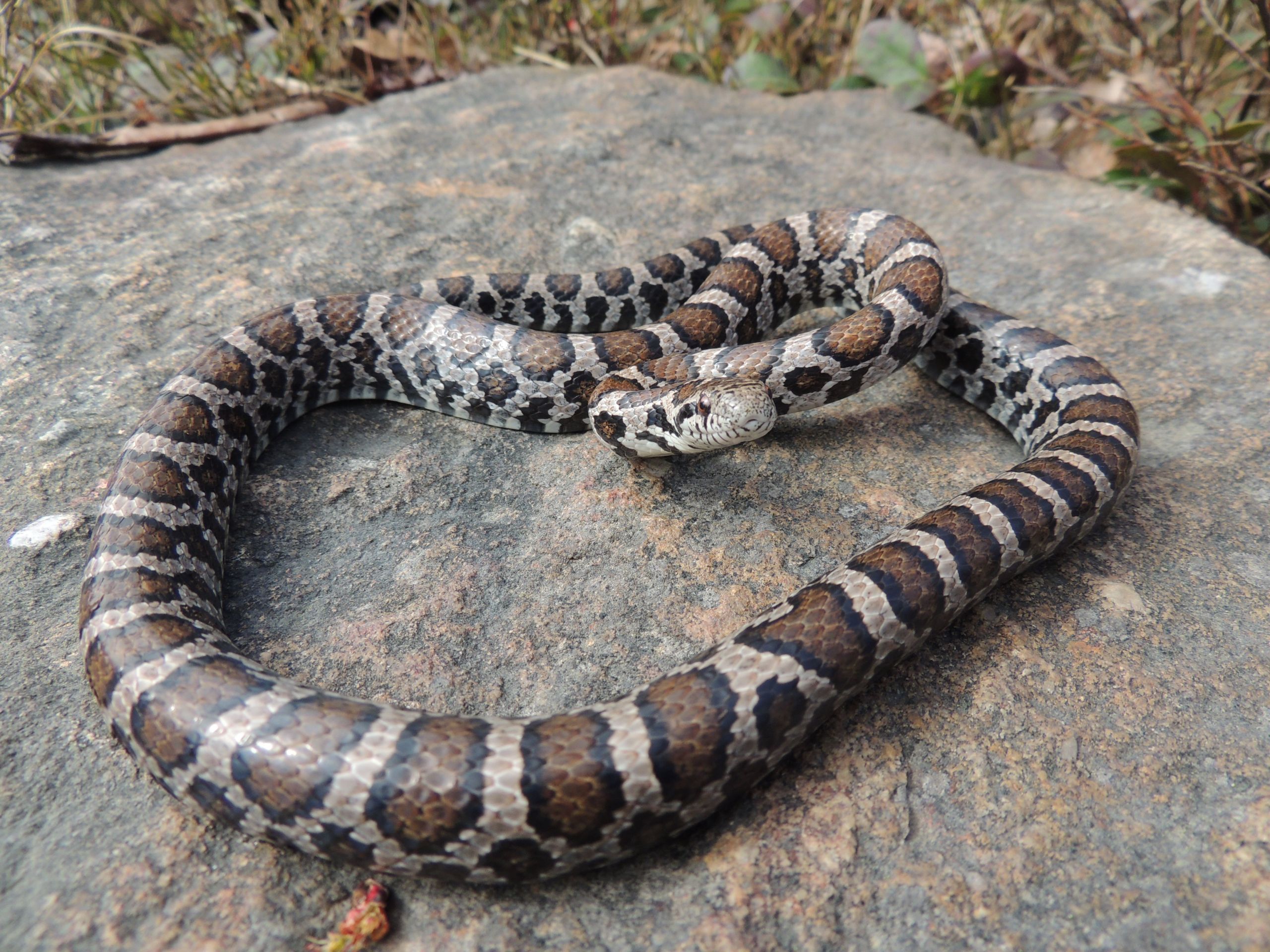 Eastern Corn Snake Inspirational Eastern Milksnake