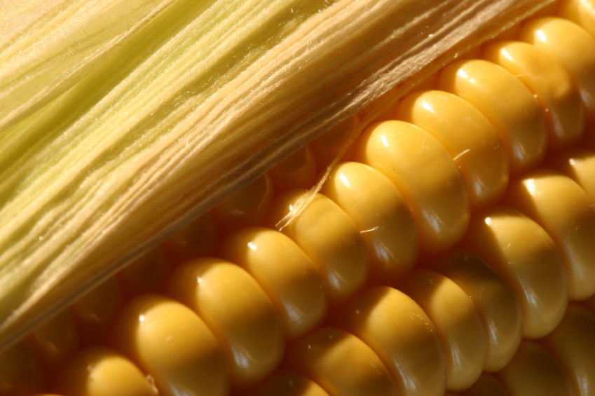 Fiber In Corn Fresh Corn Fiber – Nutrawiki