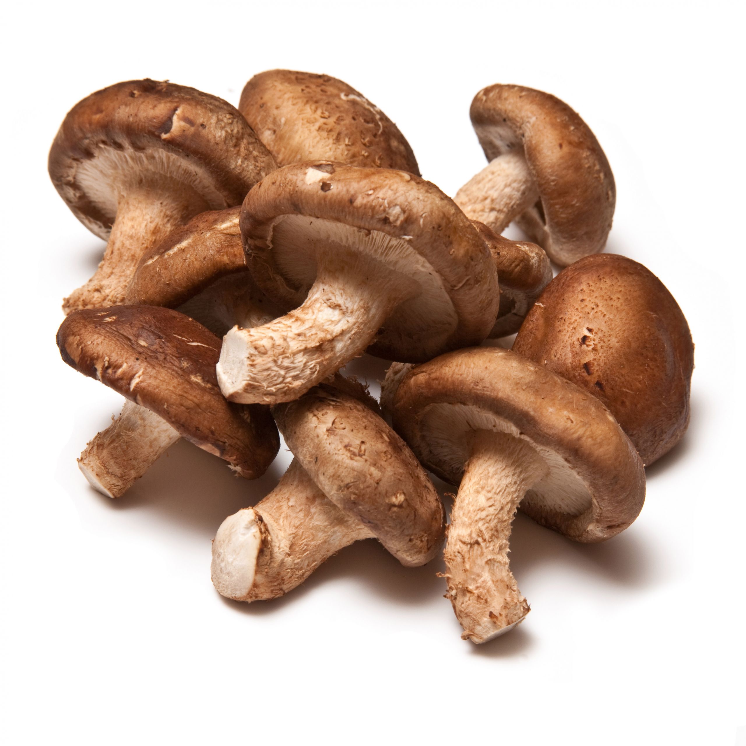 Fresh Shiitake Mushrooms Inspirational Shiitake Mushrooms south Mill Mushroom Sales