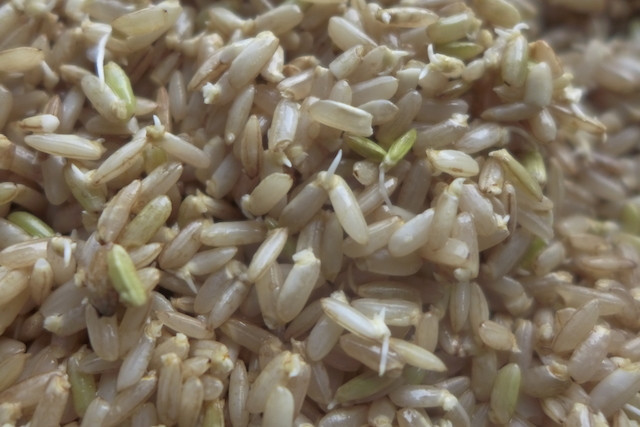 Germinated Brown Rice Beautiful Diy How to Make Sprouted Brown Rice Culture ist