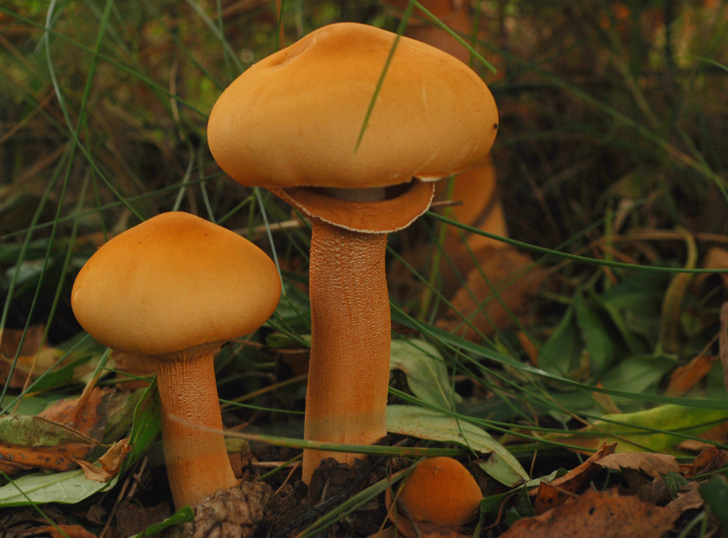 Golden Cap Mushroom New Golden Cap Mushrooms Of the National forests In Alaska