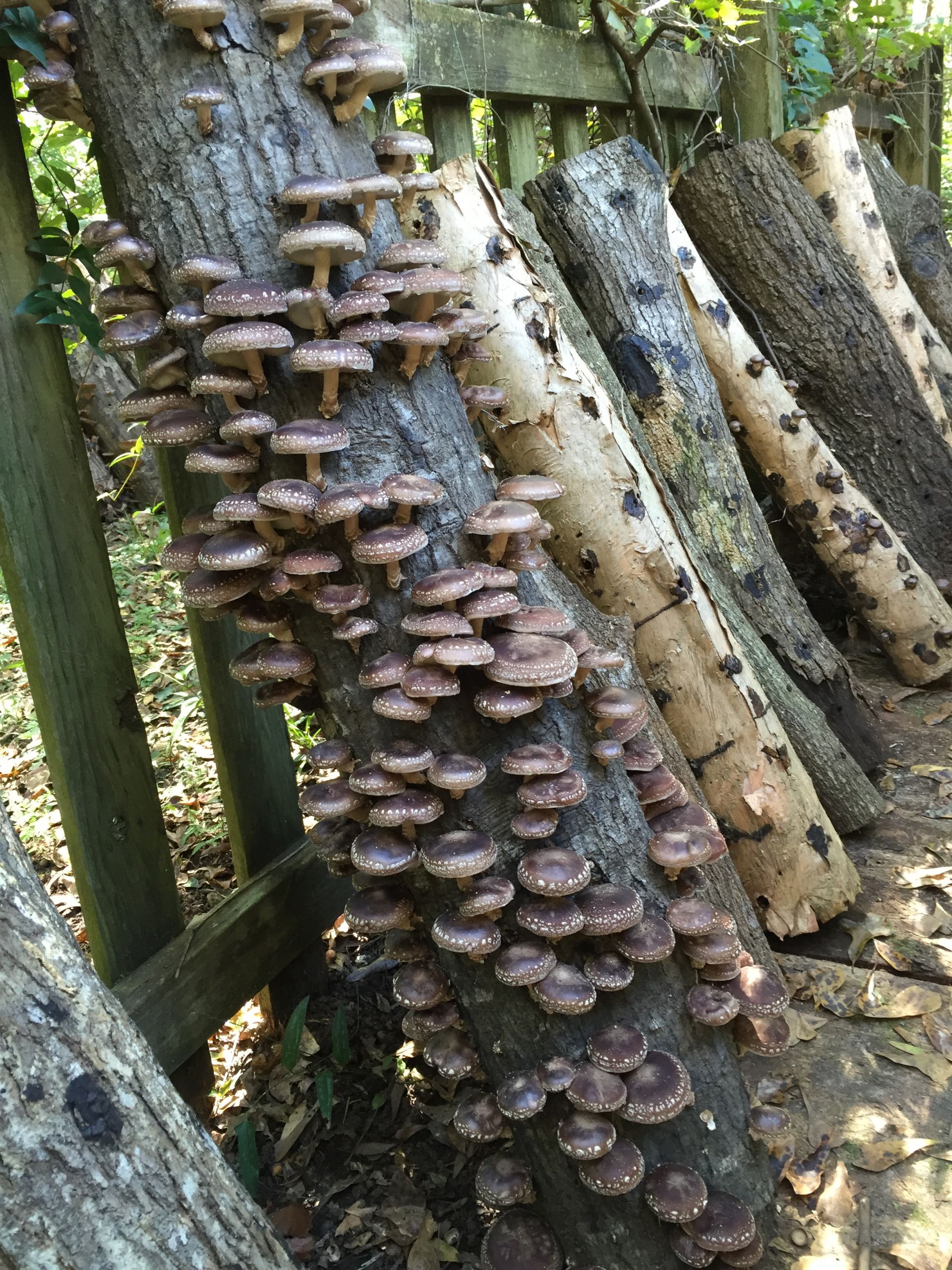 Growing Shiitake Mushrooms On Logs Beautiful Grow Shiitake Mushrooms In Your Backyard