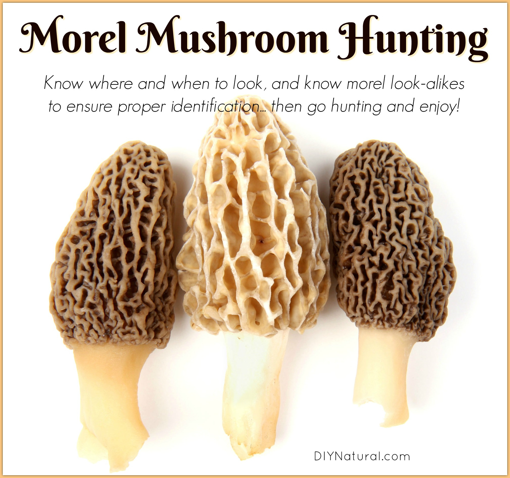 Morel Mushrooms Look Alikes Elegant Morel Mushroom Hunting Morel Mushrooms and their Look Alikes