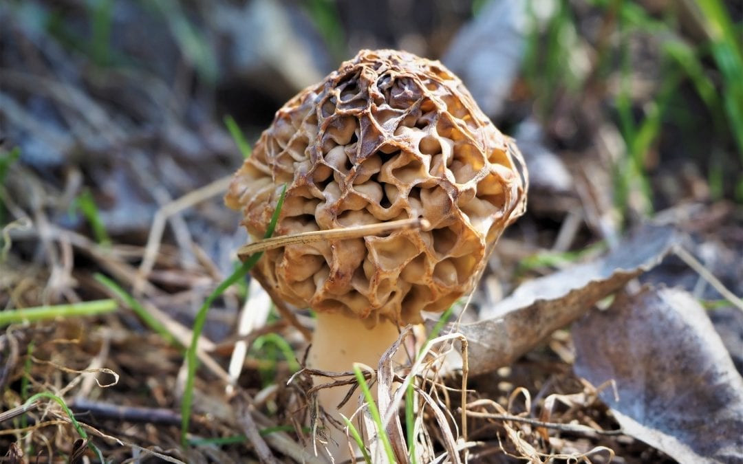 Morel Mushrooms Nebraska Unique Nebraska Morel Mushroom Hunting Report for May 7 2018