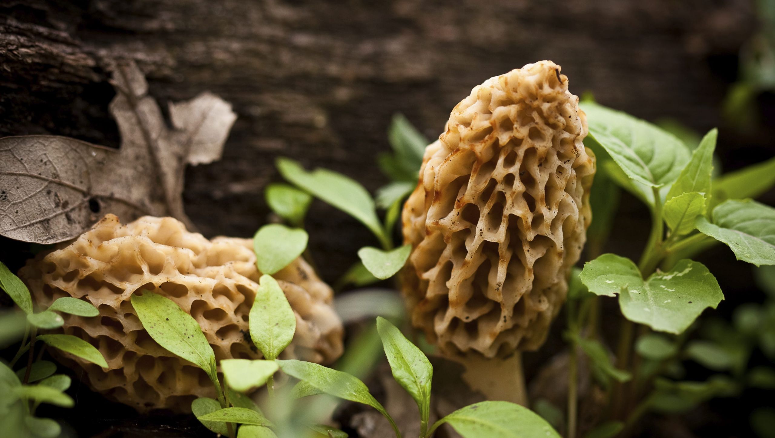 Morel Mushrooms Season Missouri Inspirational Morel Mushroom Season Has Arrived Here S What You Need to