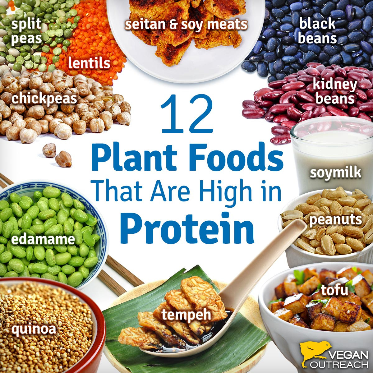 Vegetarian Protein Food Beautiful Vegan Protein sources Familiar and Unique