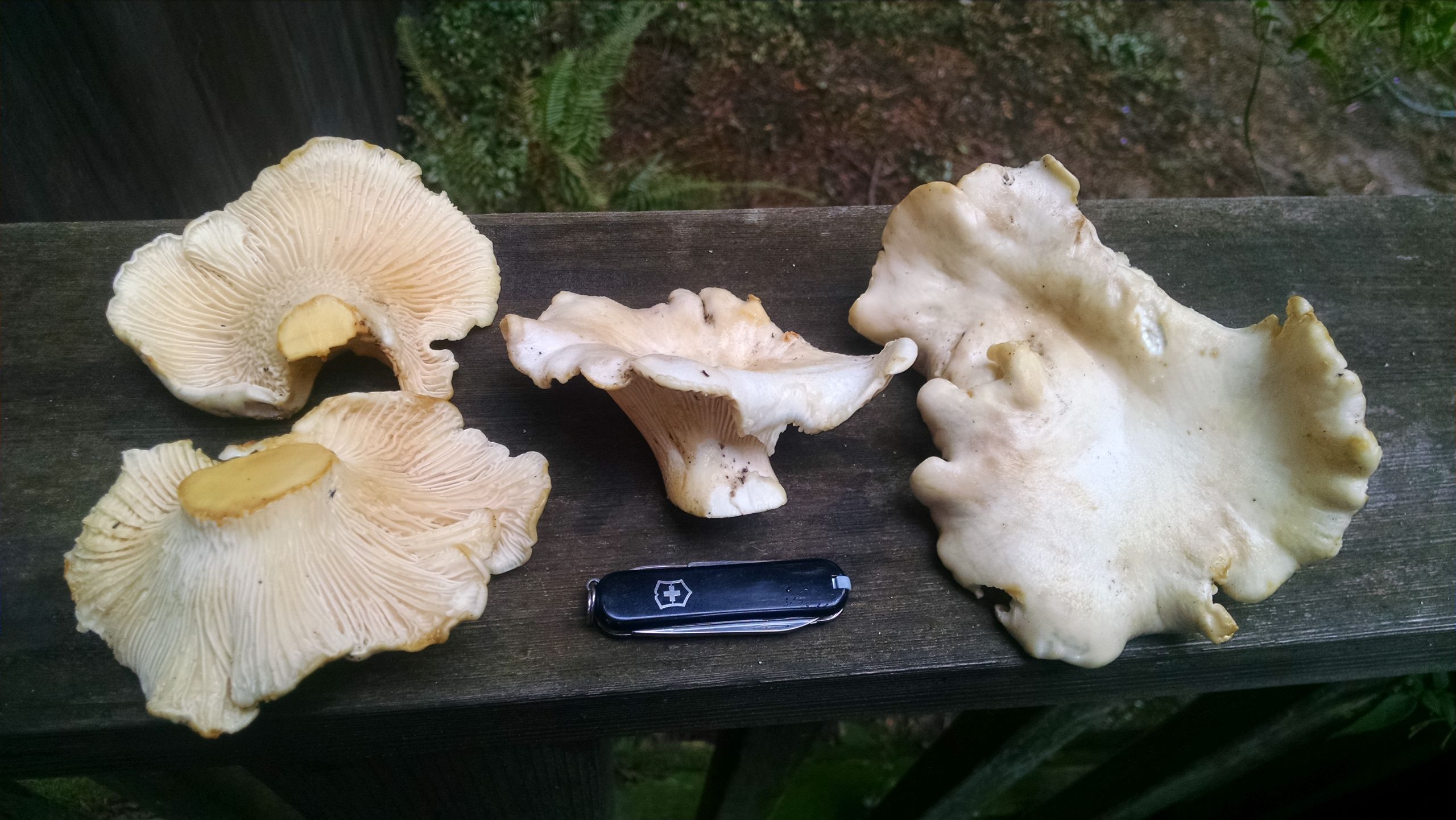 White Morel Mushrooms Elegant White Chanterelles – Mendonoma Sightings