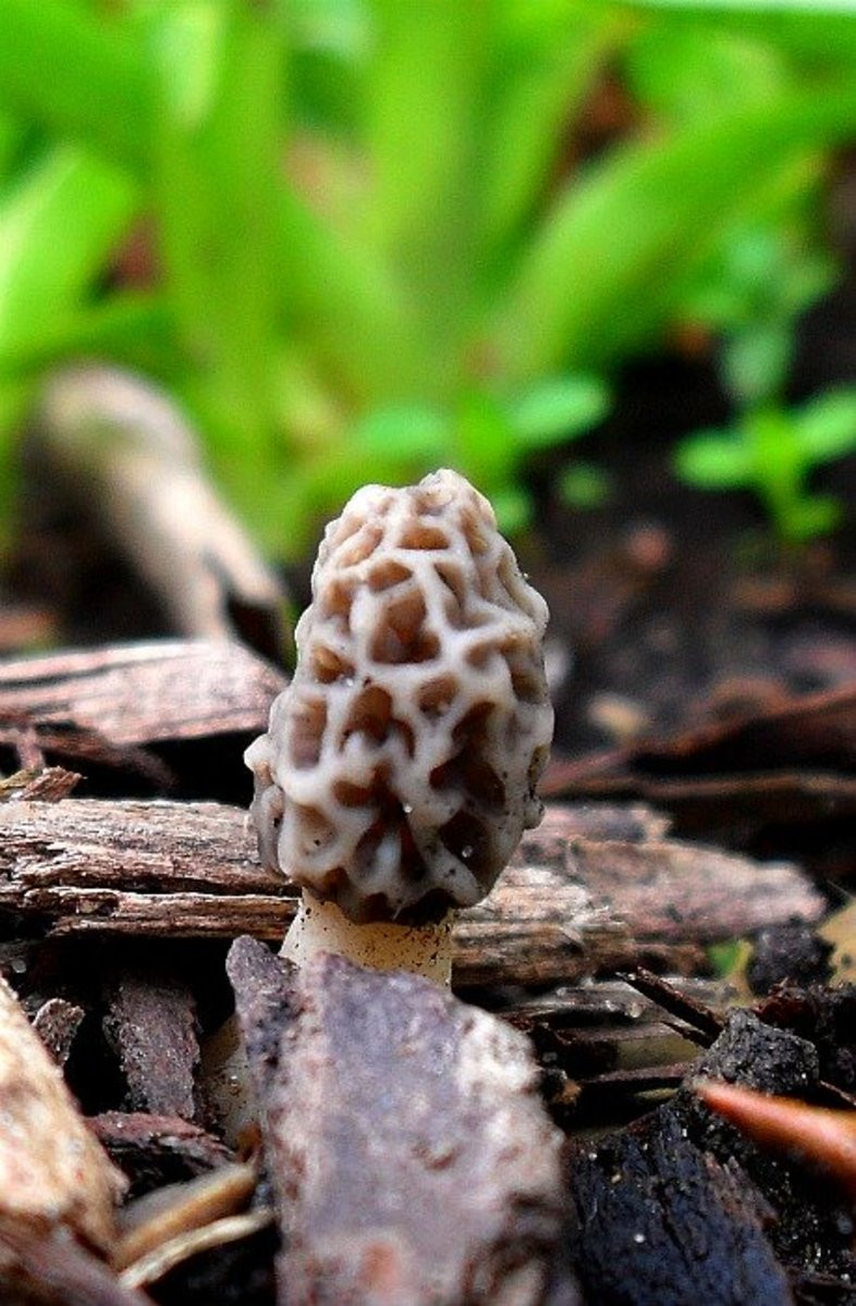 Wild Morel Mushrooms Unique How to Preserve Wild Morel Mushrooms